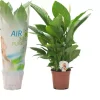 Spathiphyllum (Lepelplant, Vaantjesplant) 75cm