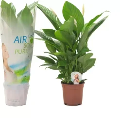 Spathiphyllum (Lepelplant, Vaantjesplant) 75cm