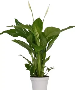 Spathiphyllum strauss (Lepelplant, Vaantjesplant) 50 cm