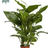 Spathiphyllum 'Sweet Lauretta' (Lepelplant) 90cm
