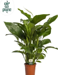 Spathiphyllum 'Sweet Lauretta' (Lepelplant) 90cm