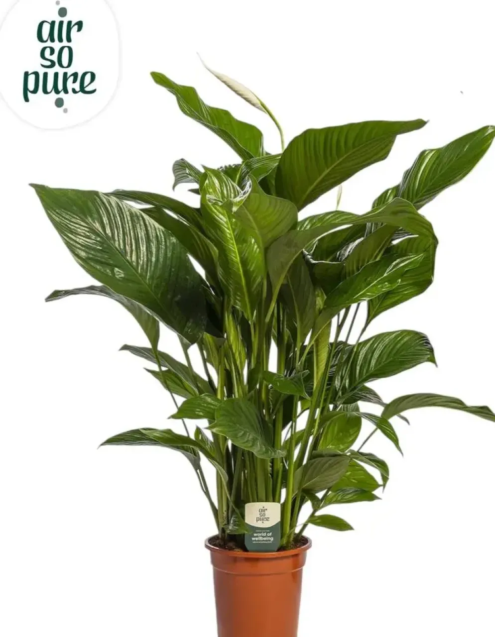 Spathiphyllum 'Sweet Lauretta' (Lepelplant) 90cm