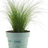Stipa tenuifolia 'Ponytails' (Vedergras) 20cm
