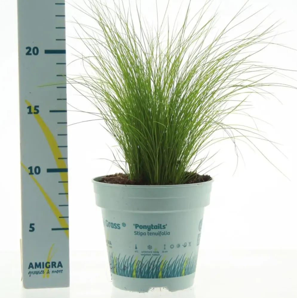 Stipa tenuifolia 'Ponytails' (Vedergras) 20cm