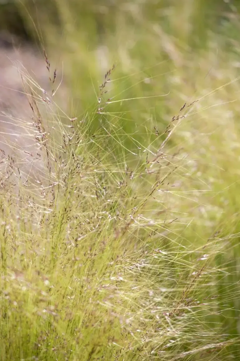 Stipa tenuifolia 'Ponytails' (Vedergras) 20cm