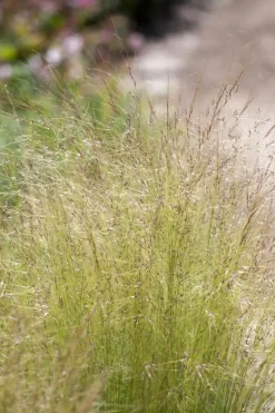 Stipa tenuifolia 'Ponytails' (Vedergras) 20cm