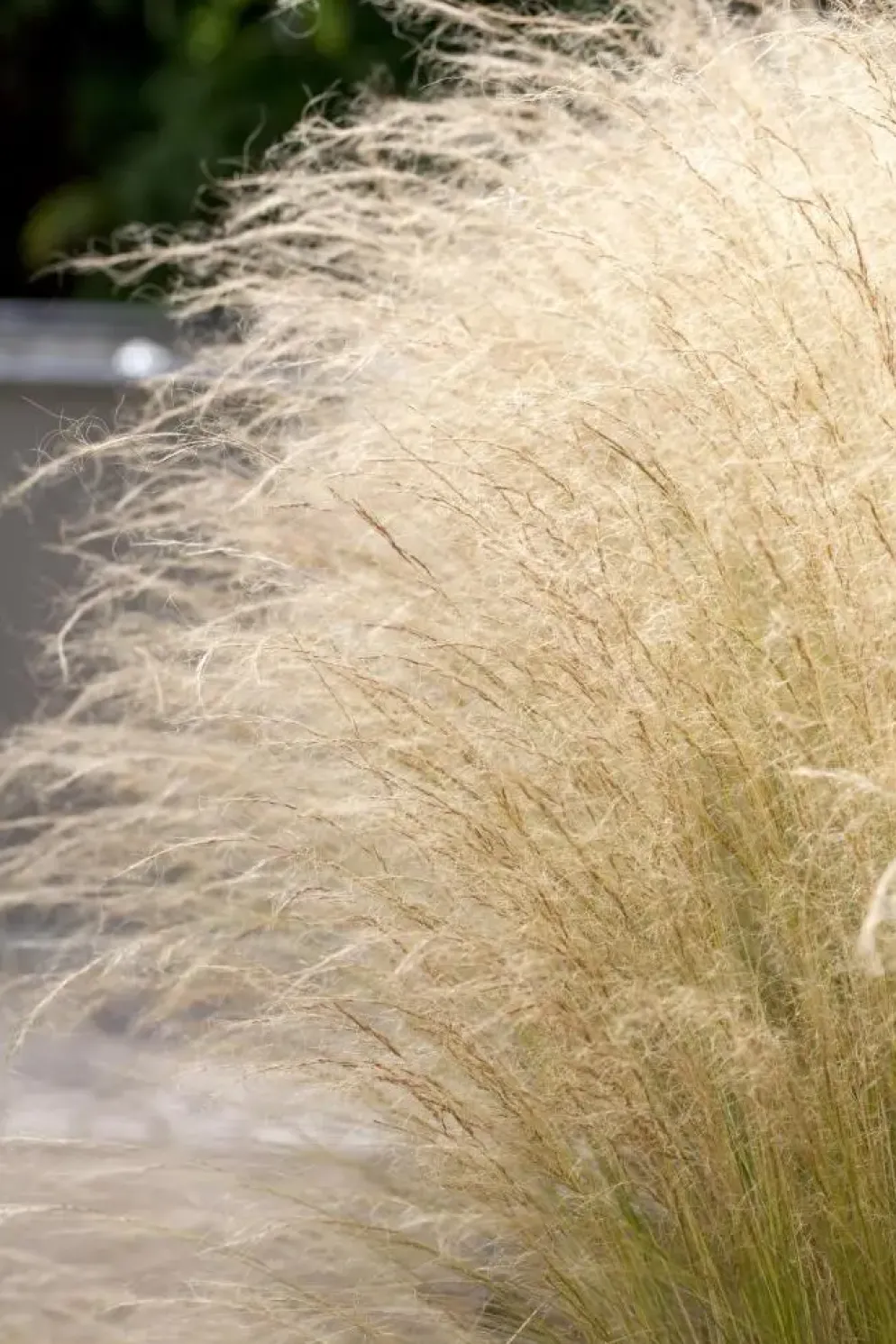 Stipa tenuifolia 'Ponytails' (Vedergras) 20cm