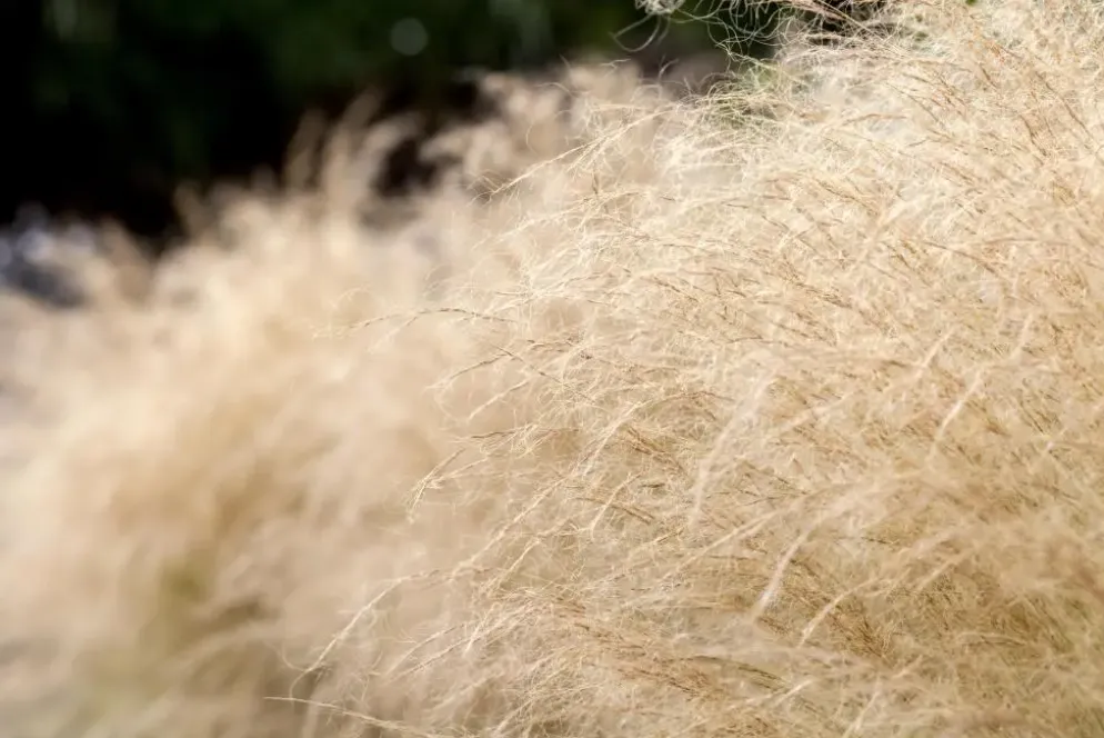 Stipa tenuifolia 'Ponytails' (Vedergras) 20cm