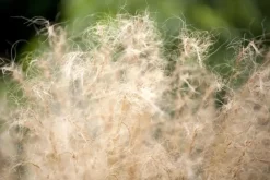Stipa tenuifolia 'Ponytails' (Vedergras) 20cm