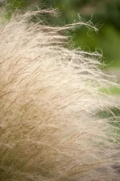 Stipa tenuifolia 'Ponytails' (Vedergras) 20cm