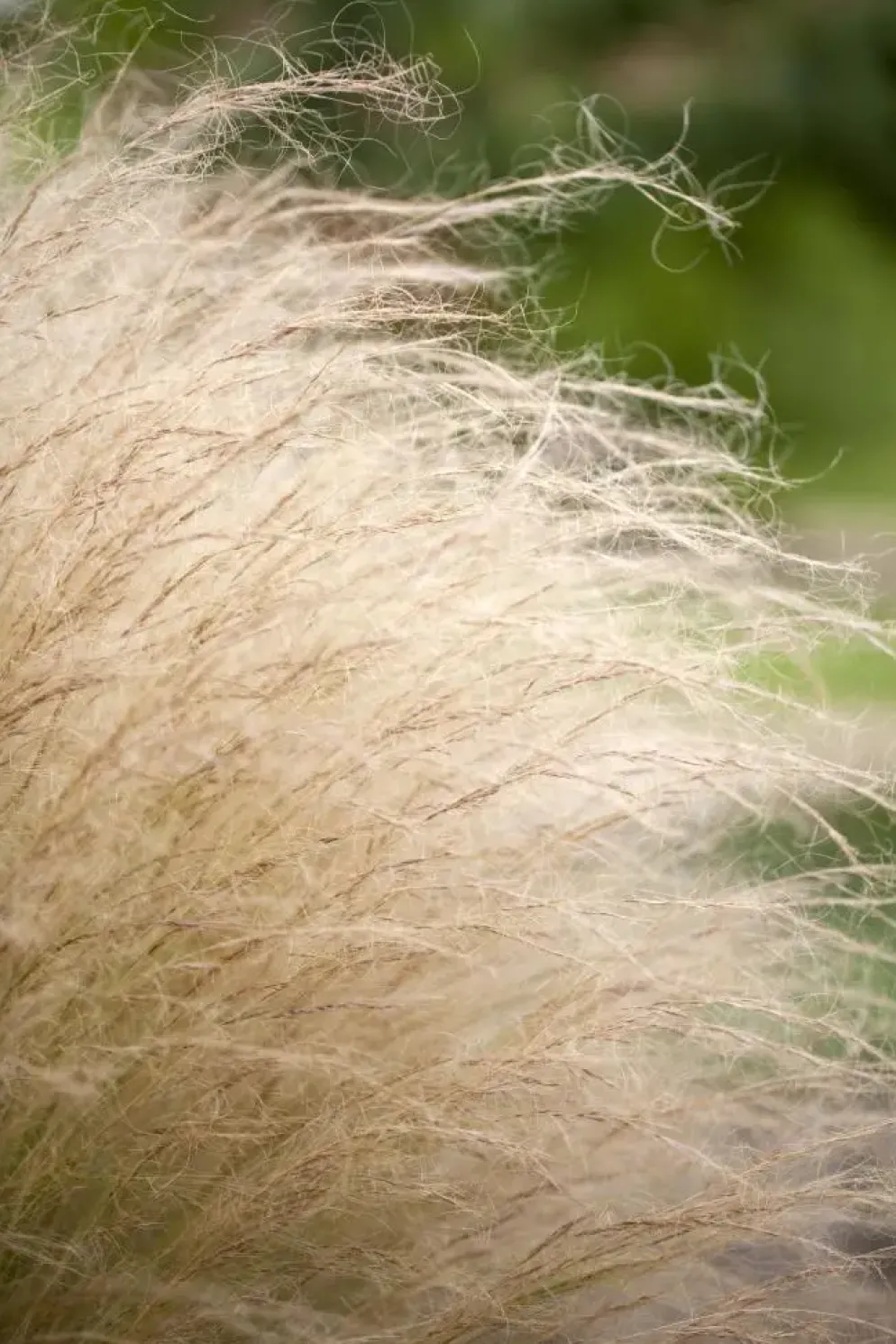 Stipa tenuifolia 'Ponytails' (Vedergras) 20cm