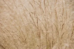 Stipa tenuifolia 'Ponytails' (Vedergras) 20cm