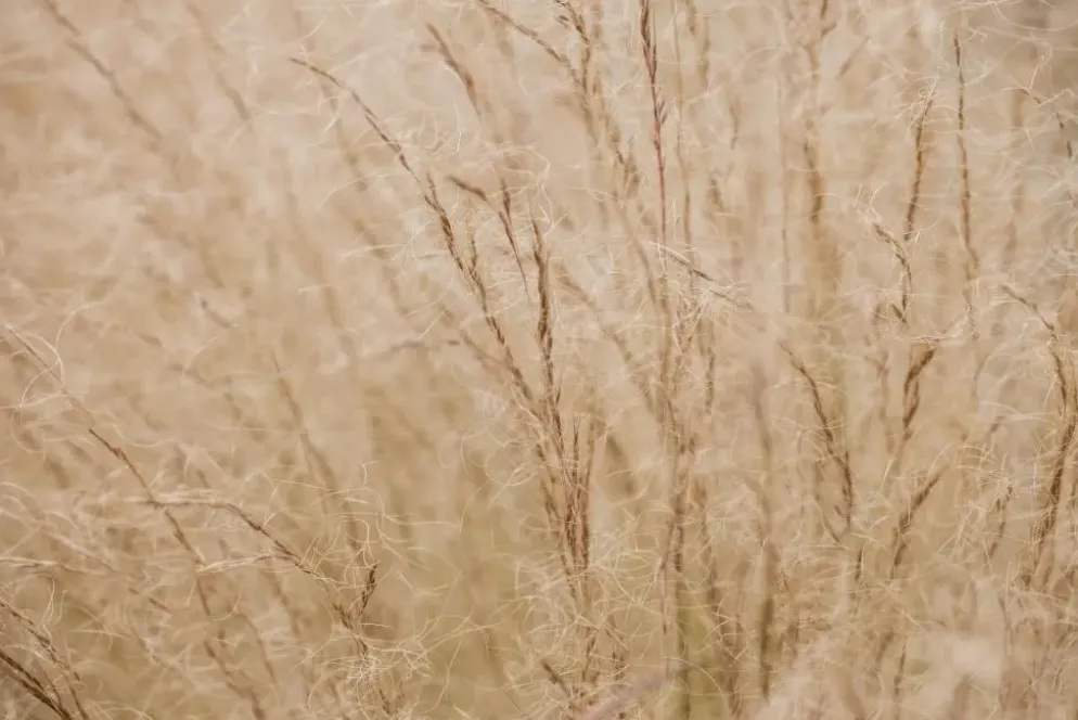 Stipa tenuifolia 'Ponytails' (Vedergras) 20cm