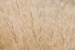 Stipa tenuifolia 'Ponytails' (Vedergras) 20cm