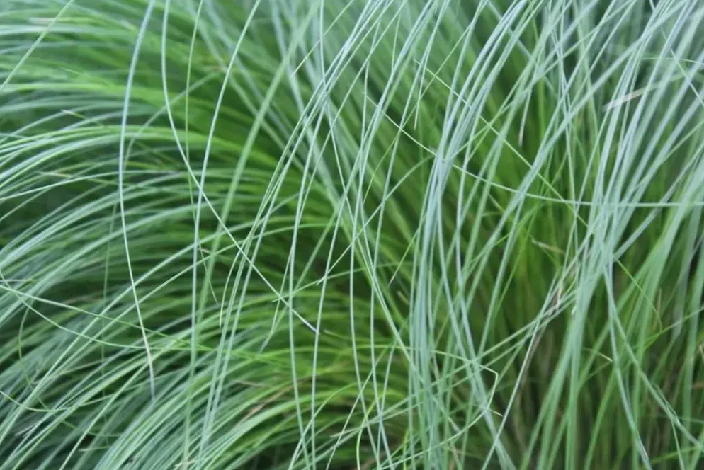 Stipa tenuifolia 'Ponytails' (Vedergras) 20cm