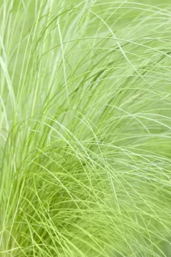 Stipa tenuifolia 'Ponytails' (Vedergras) 20cm