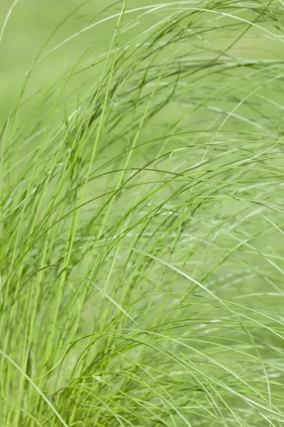 Stipa tenuifolia 'Ponytails' (Vedergras) 20cm