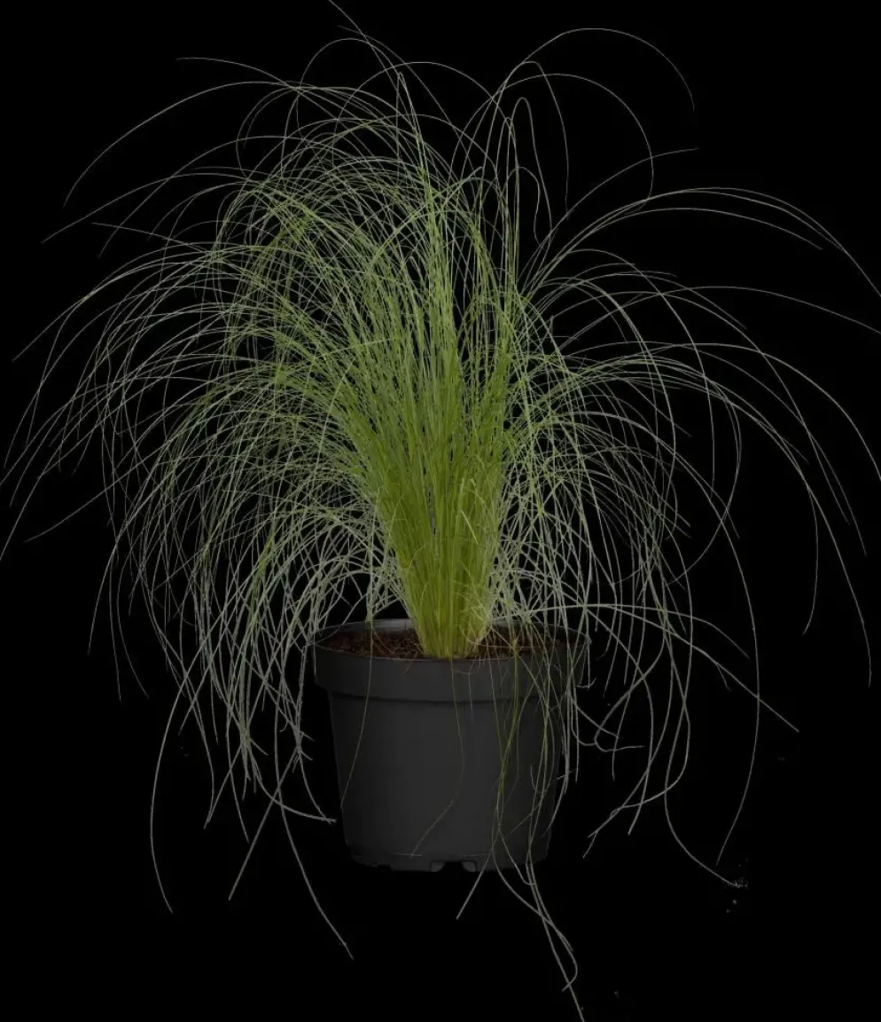 Stipa tenuifolia 'Ponytails' (Vedergras) 20cm