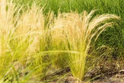 Stipa tenuifolia 'Ponytails' (Vedergras) 20cm