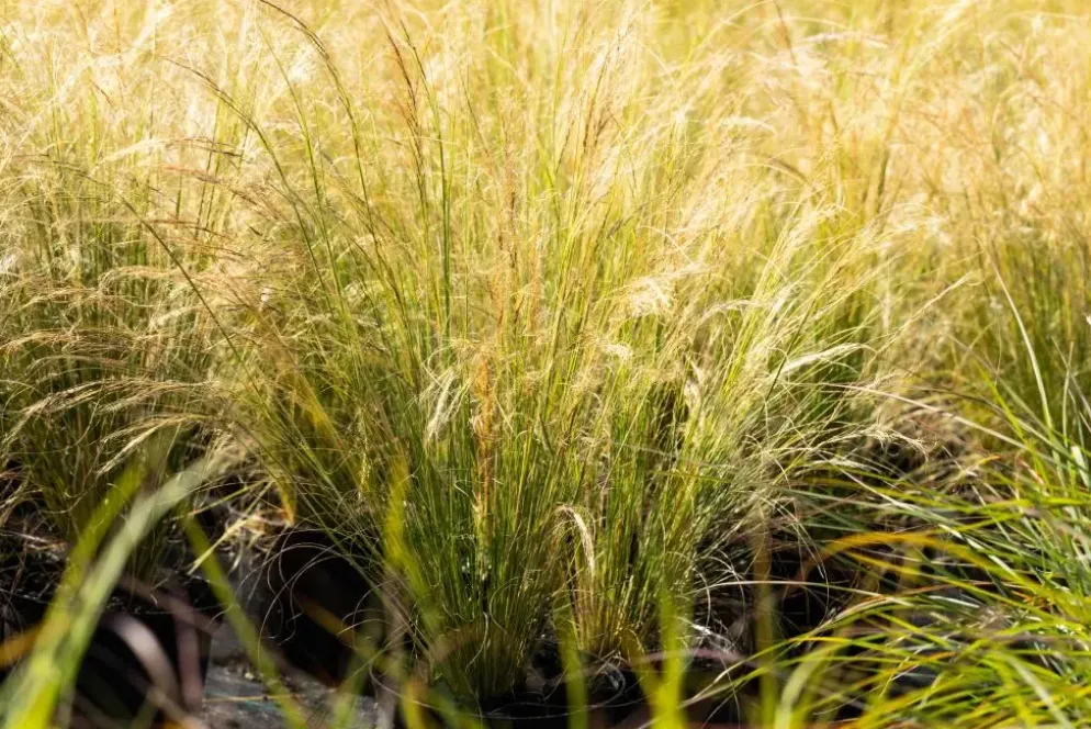 Stipa tenuifolia 'Ponytails' (Vedergras) 20cm