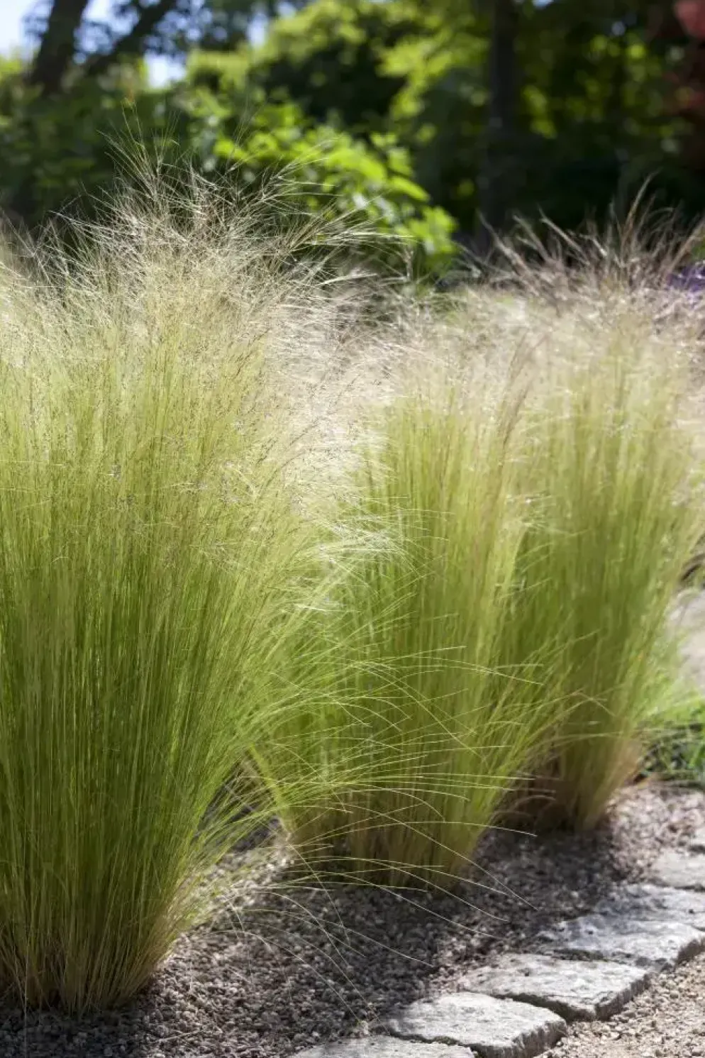 Stipa tenuifolia 'Ponytails' (Vedergras) 20cm