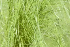 Stipa tenuifolia 'Ponytails' (Vedergras) 20cm
