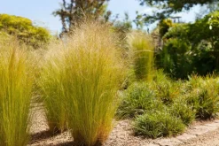 Stipa tenuifolia 'Ponytails' (Vedergras) 20cm