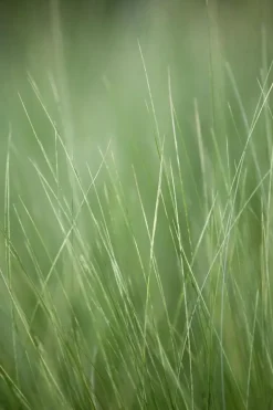 Stipa tenuifolia 'Ponytails' (Vedergras) 20cm