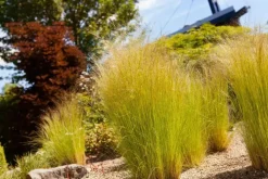 Stipa tenuifolia 'Ponytails' (Vedergras) 20cm