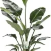 Strelitzia nicolai