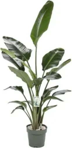 Strelitzia nicolai