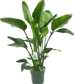 Strelitzia nicolai (Paradijsvogelplant) 160cm