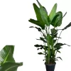 Strelitzia nicolai (Paradijsvogelbloem) 175cm
