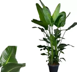 Strelitzia nicolai (Paradijsvogelbloem) 175cm