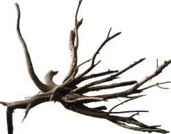 Superfish Black Spiderwood M