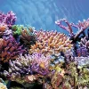 Superfish Deco poster a2 l60b49cm