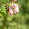 Symphytum (Smeerwortel)
