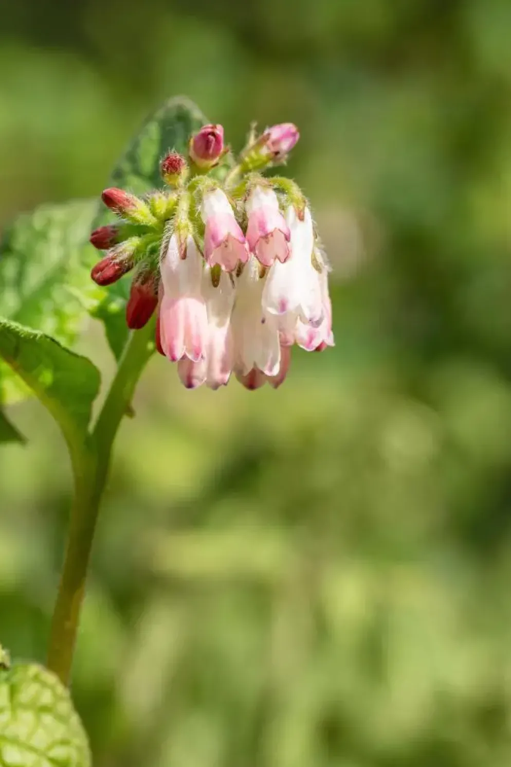 Symphytum (Smeerwortel)