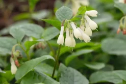 Symphytum (Smeerwortel)