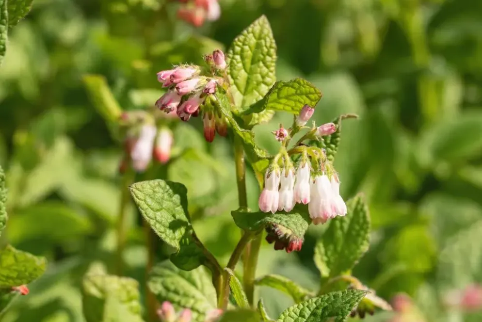 Symphytum (Smeerwortel)
