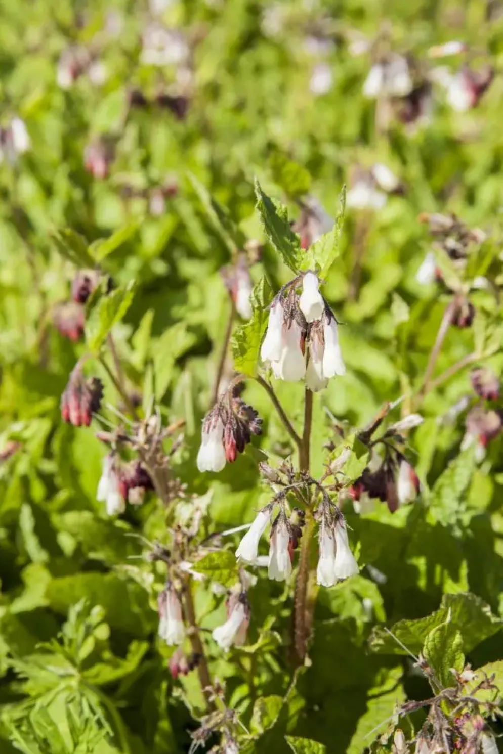 Symphytum (Smeerwortel)