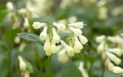 Symphytum (Smeerwortel)