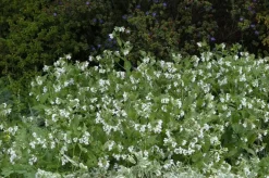 Symphytum (Smeerwortel)