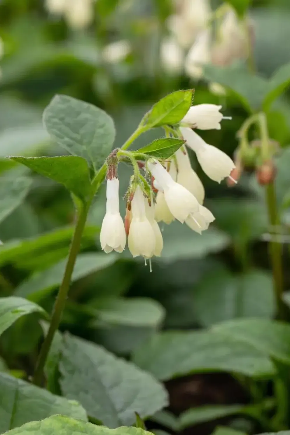 Symphytum (Smeerwortel)