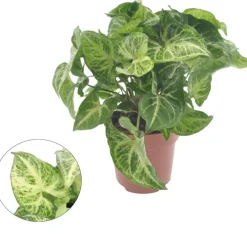 Syngonium 'Arrow' 25cm