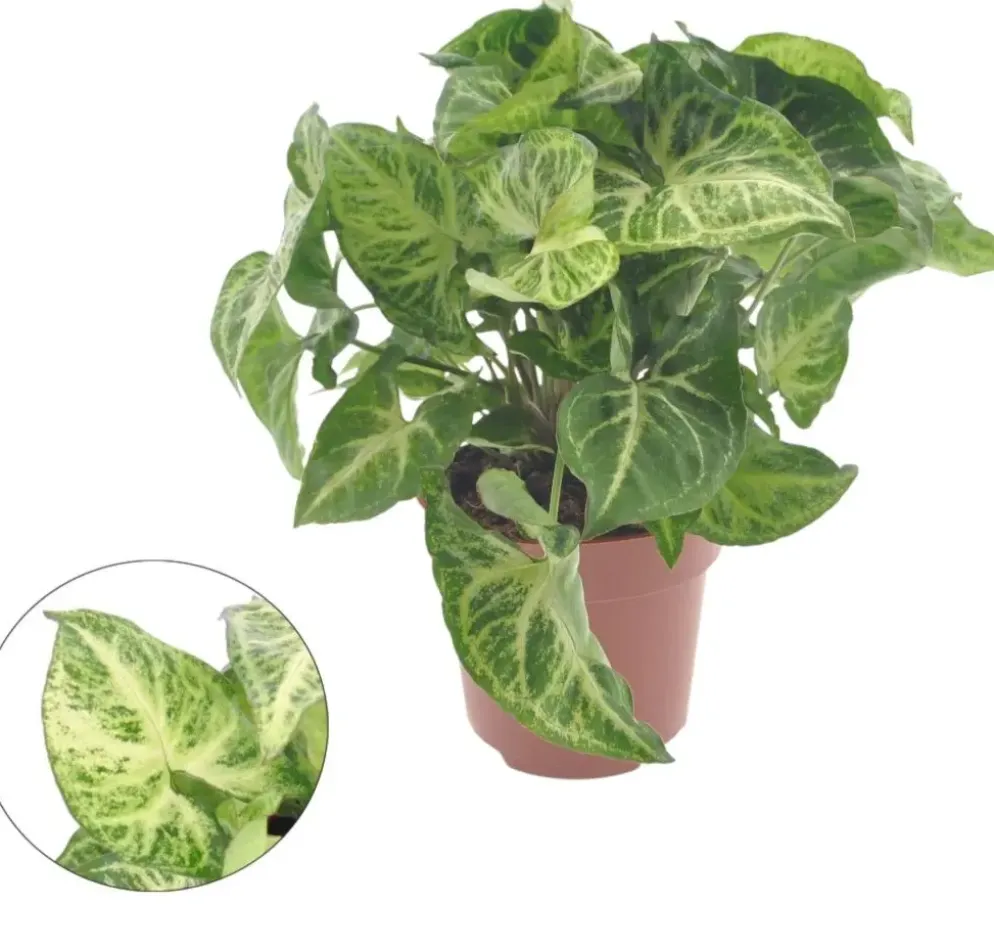 Syngonium 'Arrow' 25cm