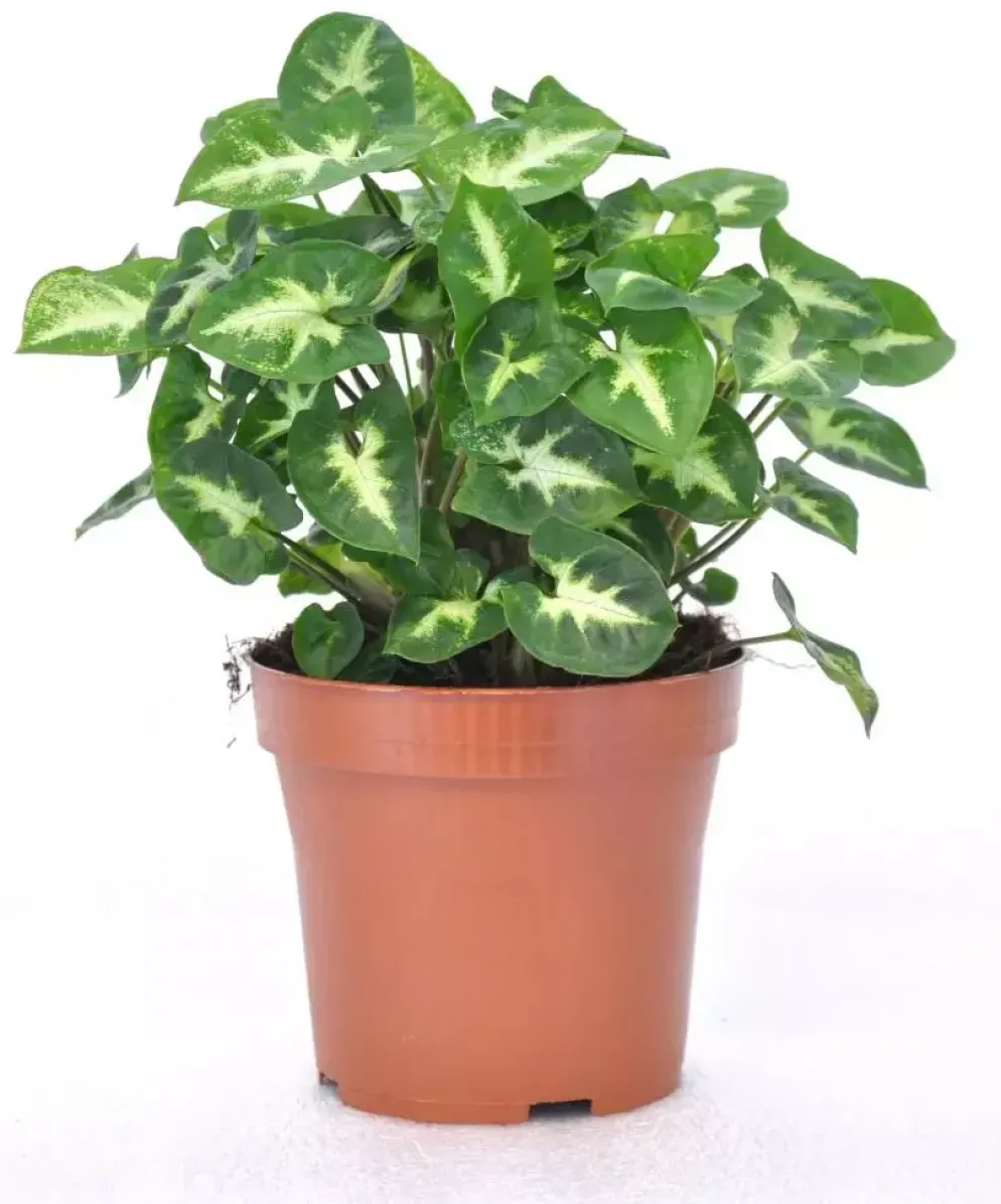 Syngonium 'Pixie' (Syngonium) 20cm