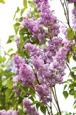 Syringa vulgaris (Gewone sering)