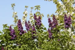 Syringa vulgaris (Gewone sering)