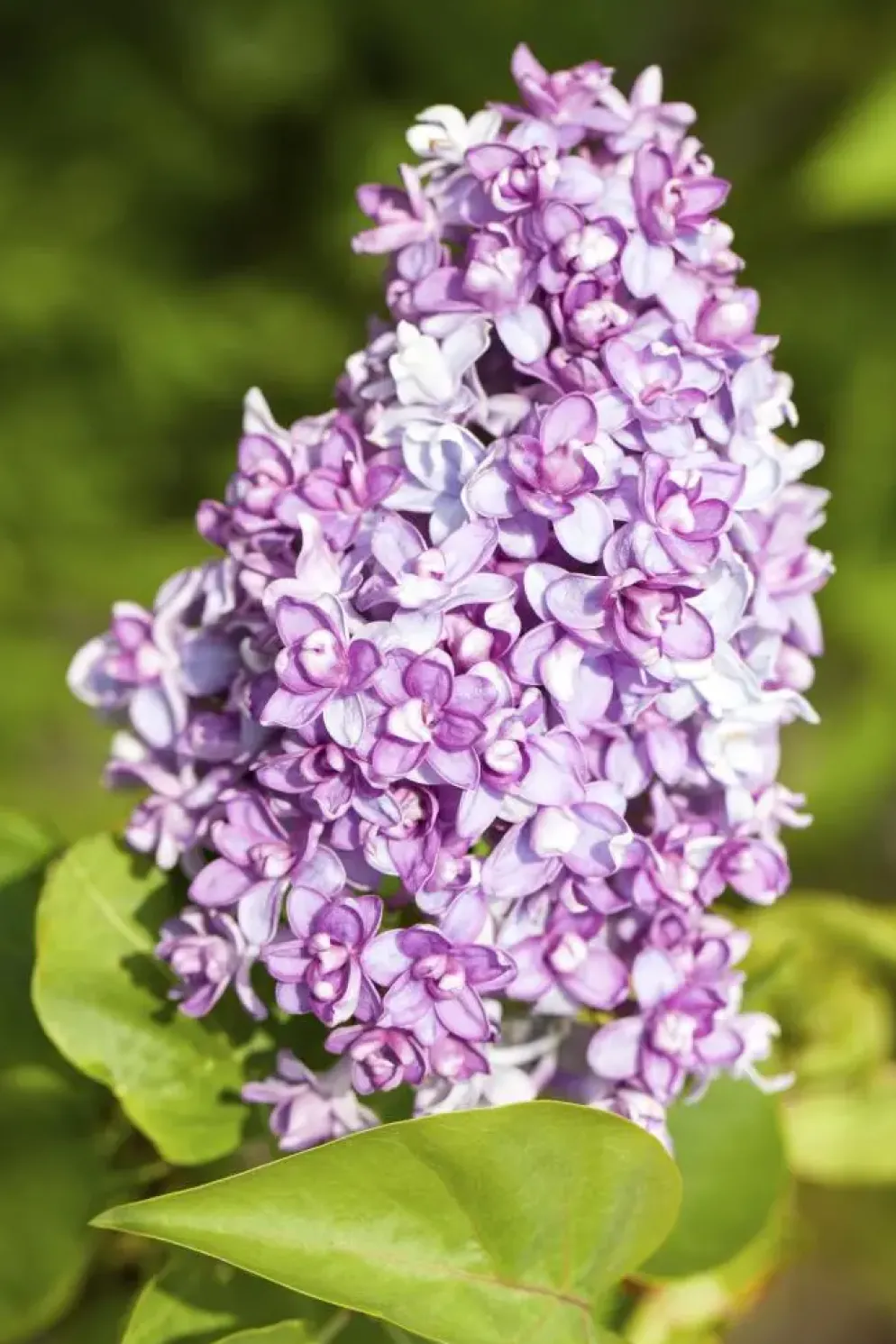 Syringa vulgaris (Gewone sering)